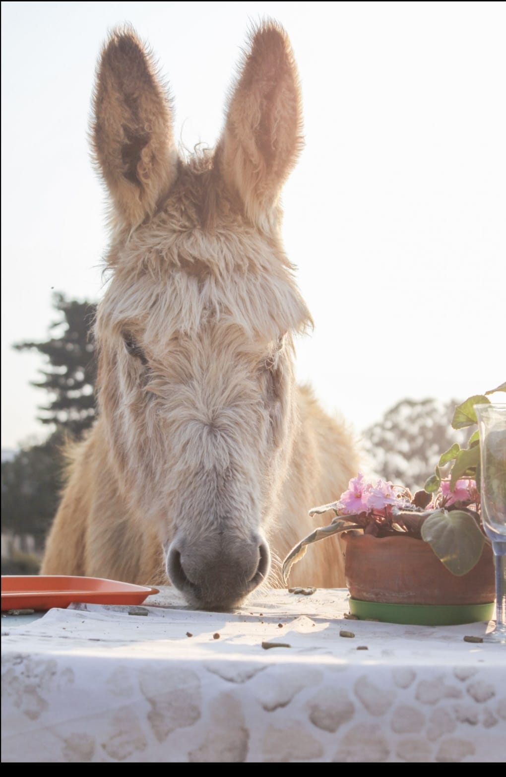 Celebrating World Donkey Day 🫏